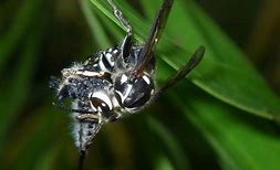 Image result for "robber-flies"