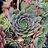 Image result for Sempervivum Rotkopf