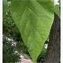 Image result for Tree Leaves Identification