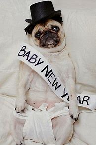 Image result for Happy New Year Pug