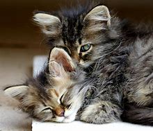 Image result for Kitty Cat Hug