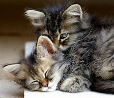 Image result for Kittens Hugging