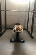 Image result for Gym Cat Meme