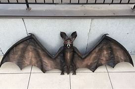 Image result for Paper Mache Bat