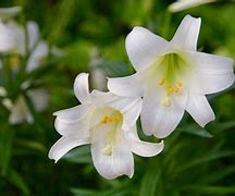 Image result for Easter Lily