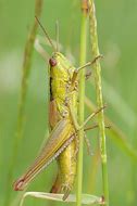 Image result for Cricket Grasshopper
