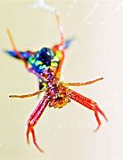 Image result for Rainbow Spider