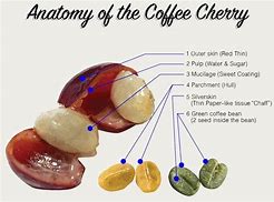 Image result for Coffee Cherry Fruit Extract