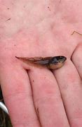 Image result for Cane Toad Tadpole Identification Chart