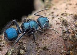 Image result for Ant Blue Green Metallic Colour