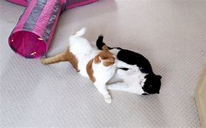 Image result for Kitty Wrestling Move Stickers