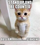 Image result for Cat Stand Meme