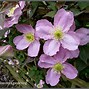 Image result for Clematis montana Mayleen