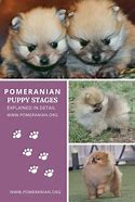 Image result for Pomeranian Stages