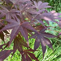 Image result for Acer palmatum Sumi-nagashi