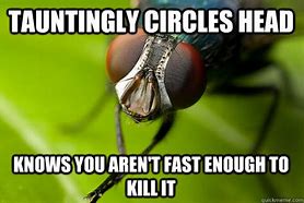 Image result for Dead Fly Meme
