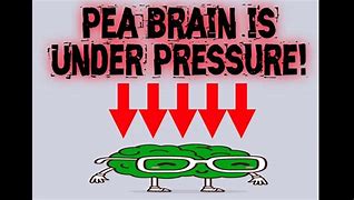 Image result for Pea Brain Tigers