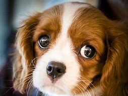 Image result for Cute Dog Looking Up Puppy Eyes