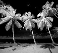 Image result for Infrared Black and White On iPhone