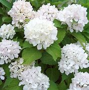 Image result for Hydrangea macrophylla Soeur Thérèse