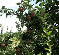 Image result for Lodi Apple Tree