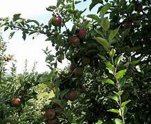 Image result for Apple Tree Types