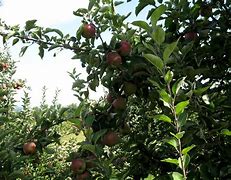 Image result for Straight Apple Trees