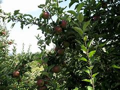 Image result for Winesap Apple Tree