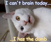 Image result for No Brain Meme