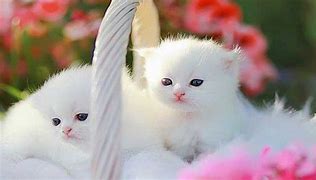 Image result for Cute Kittens Playing