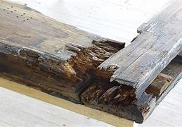 Image result for Wood Rots and Collapses