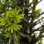 Bildergebnis für Taxus baccata Fastigiata Aurea