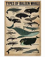 Image result for Baleen Whale Chart