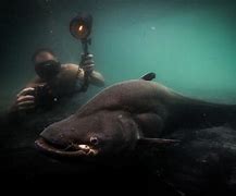 Image result for What Is the Biggest Fish in the World