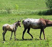 Image result for Appaloosa Horse