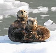 Image result for Female Sea Otter