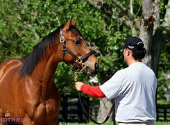 Image result for Harrison County KY Thoroughbred Horse