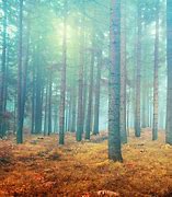 Image result for Simple Forest Background