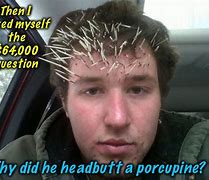 Image result for Porcupine Injury