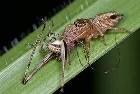 Image result for Jumping Cricket Spider