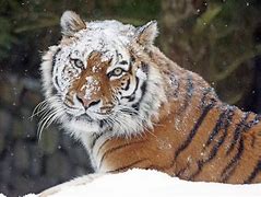 Image result for Russia Animals