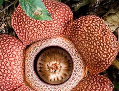 Image result for Rafflesia Fruit