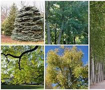 Image result for Colorado Fast Growing Trees