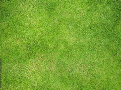 Image result for Grass Top View Plan