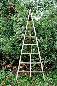 Image result for Apple Tree Ladder