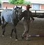 Image result for Appaloosa Horse Club