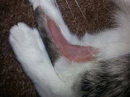 Image result for Red Ball On Cat Foot