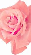 Image result for Pink iPhone Screensaver PNG