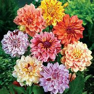 Image result for Dahlia Rembrandt