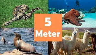Image result for Things That Are 5 Meters Tall